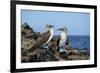 Ecuador, Galapagos, Isabela Island, Punta Moreno. Blue-Footed Booby-Kevin Oke-Framed Photographic Print