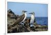 Ecuador, Galapagos, Isabela Island, Punta Moreno. Blue-Footed Booby-Kevin Oke-Framed Photographic Print