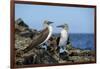 Ecuador, Galapagos, Isabela Island, Punta Moreno. Blue-Footed Booby-Kevin Oke-Framed Photographic Print