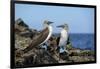 Ecuador, Galapagos, Isabela Island, Punta Moreno. Blue-Footed Booby-Kevin Oke-Framed Photographic Print