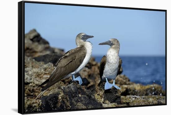 Ecuador, Galapagos, Isabela Island, Punta Moreno. Blue-Footed Booby-Kevin Oke-Framed Stretched Canvas