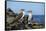 Ecuador, Galapagos, Isabela Island, Punta Moreno. Blue-Footed Booby-Kevin Oke-Framed Stretched Canvas