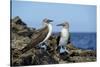 Ecuador, Galapagos, Isabela Island, Punta Moreno. Blue-Footed Booby-Kevin Oke-Stretched Canvas