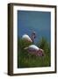 Ecuador, Galapagos, Isabela Island, Punta Moreno. Blue-Footed Booby-Kevin Oke-Framed Photographic Print