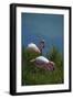 Ecuador, Galapagos, Isabela Island, Punta Moreno. Blue-Footed Booby-Kevin Oke-Framed Photographic Print