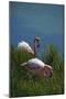 Ecuador, Galapagos, Isabela Island, Punta Moreno. Blue-Footed Booby-Kevin Oke-Mounted Photographic Print