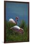 Ecuador, Galapagos, Isabela Island, Punta Moreno. Blue-Footed Booby-Kevin Oke-Framed Photographic Print