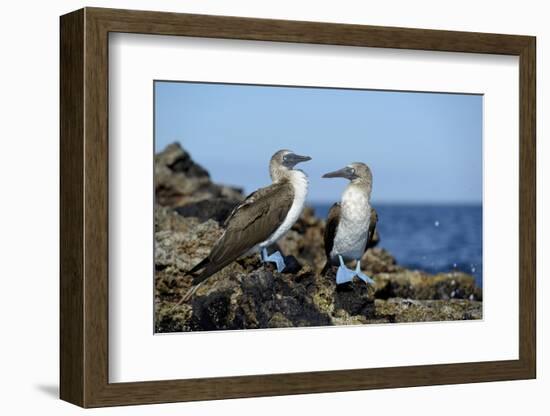 Ecuador, Galapagos, Isabela Island, Punta Moreno. Blue-Footed Booby-Kevin Oke-Framed Photographic Print