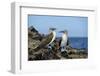 Ecuador, Galapagos, Isabela Island, Punta Moreno. Blue-Footed Booby-Kevin Oke-Framed Photographic Print