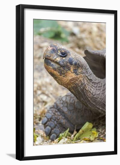 Ecuador, Galapagos Islands, Charles Darwin Research Center, Galapagos Giant Tortoise-Ellen Goff-Framed Photographic Print