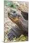 Ecuador, Galapagos Islands, Charles Darwin Research Center, Galapagos Giant Tortoise-Ellen Goff-Mounted Photographic Print