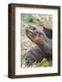 Ecuador, Galapagos Islands, Charles Darwin Research Center, Galapagos Giant Tortoise-Ellen Goff-Framed Photographic Print