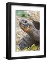 Ecuador, Galapagos Islands, Charles Darwin Research Center, Galapagos Giant Tortoise-Ellen Goff-Framed Photographic Print