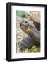 Ecuador, Galapagos Islands, Charles Darwin Research Center, Galapagos Giant Tortoise-Ellen Goff-Framed Photographic Print