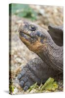 Ecuador, Galapagos Islands, Charles Darwin Research Center, Galapagos Giant Tortoise-Ellen Goff-Stretched Canvas