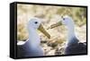 Ecuador, Galapagos Islands, Espanola, Punta Suarez,. Waved Albatrosses Interacting-Ellen Goff-Framed Stretched Canvas