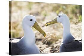 Ecuador, Galapagos Islands, Espanola, Punta Suarez,. Waved Albatrosses Interacting-Ellen Goff-Stretched Canvas