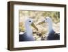 Ecuador, Galapagos Islands, Espanola, Punta Suarez,. Waved Albatrosses Interacting-Ellen Goff-Framed Premium Photographic Print