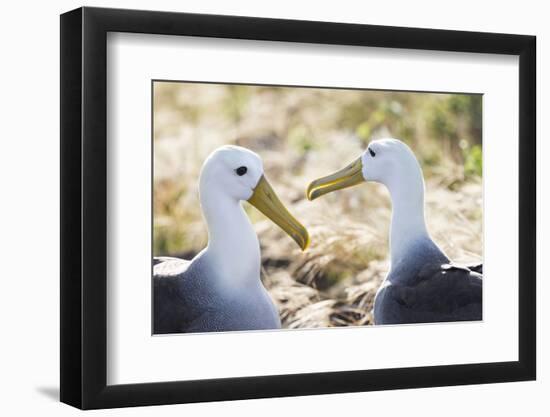 Ecuador, Galapagos Islands, Espanola, Punta Suarez,. Waved Albatrosses Interacting-Ellen Goff-Framed Premium Photographic Print