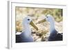 Ecuador, Galapagos Islands, Espanola, Punta Suarez,. Waved Albatrosses Interacting-Ellen Goff-Framed Photographic Print