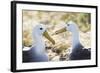 Ecuador, Galapagos Islands, Espanola, Punta Suarez,. Waved Albatrosses Interacting-Ellen Goff-Framed Photographic Print