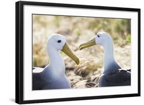 Ecuador, Galapagos Islands, Espanola, Punta Suarez,. Waved Albatrosses Interacting-Ellen Goff-Framed Photographic Print