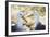 Ecuador, Galapagos Islands, Espanola, Punta Suarez,. Waved Albatrosses Interacting-Ellen Goff-Framed Photographic Print