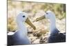 Ecuador, Galapagos Islands, Espanola, Punta Suarez,. Waved Albatrosses Interacting-Ellen Goff-Mounted Photographic Print