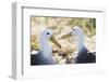 Ecuador, Galapagos Islands, Espanola, Punta Suarez,. Waved Albatrosses Interacting-Ellen Goff-Framed Photographic Print