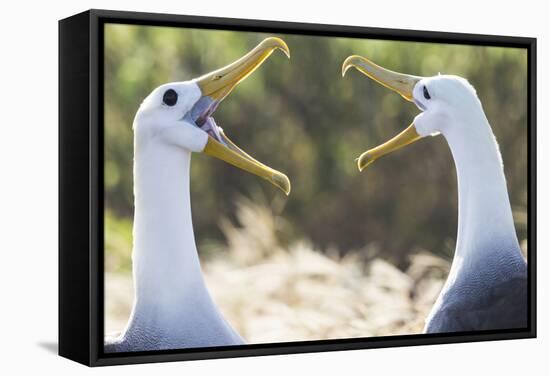 Ecuador, Galapagos Islands, Espanola, Punta Suarez,. Waved Albatrosses Interacting-Ellen Goff-Framed Stretched Canvas