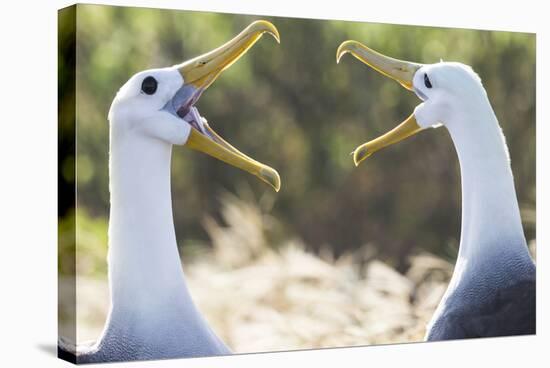 Ecuador, Galapagos Islands, Espanola, Punta Suarez,. Waved Albatrosses Interacting-Ellen Goff-Stretched Canvas