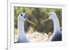 Ecuador, Galapagos Islands, Espanola, Punta Suarez,. Waved Albatrosses Interacting-Ellen Goff-Framed Photographic Print