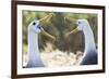 Ecuador, Galapagos Islands, Espanola, Punta Suarez,. Waved Albatrosses Interacting-Ellen Goff-Framed Photographic Print