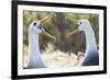 Ecuador, Galapagos Islands, Espanola, Punta Suarez,. Waved Albatrosses Interacting-Ellen Goff-Framed Photographic Print