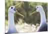 Ecuador, Galapagos Islands, Espanola, Punta Suarez,. Waved Albatrosses Interacting-Ellen Goff-Mounted Photographic Print