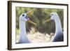 Ecuador, Galapagos Islands, Espanola, Punta Suarez,. Waved Albatrosses Interacting-Ellen Goff-Framed Photographic Print