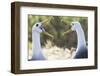 Ecuador, Galapagos Islands, Espanola, Punta Suarez,. Waved Albatrosses Interacting-Ellen Goff-Framed Photographic Print