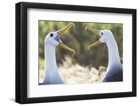 Ecuador, Galapagos Islands, Espanola, Punta Suarez,. Waved Albatrosses Interacting-Ellen Goff-Framed Premium Photographic Print