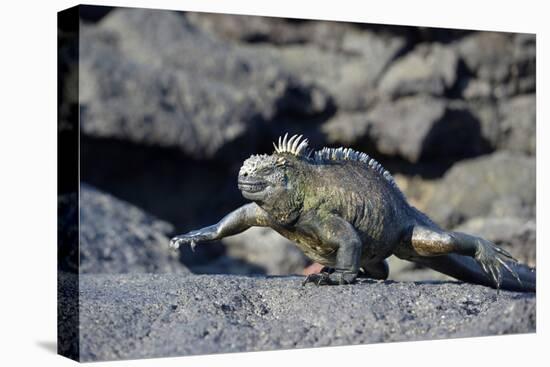 Ecuador, Galapagos Islands, Fernandina Island. Marine Iguana Walking-Kevin Oke-Stretched Canvas