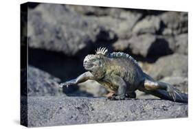 Ecuador, Galapagos Islands, Fernandina Island. Marine Iguana Walking-Kevin Oke-Stretched Canvas