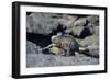 Ecuador, Galapagos Islands, Fernandina Island. Marine Iguana Walking-Kevin Oke-Framed Photographic Print