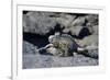 Ecuador, Galapagos Islands, Fernandina Island. Marine Iguana Walking-Kevin Oke-Framed Photographic Print