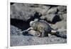 Ecuador, Galapagos Islands, Fernandina Island. Marine Iguana Walking-Kevin Oke-Framed Photographic Print