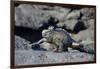 Ecuador, Galapagos Islands, Fernandina Island. Marine Iguana Walking-Kevin Oke-Framed Photographic Print