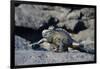 Ecuador, Galapagos Islands, Fernandina Island. Marine Iguana Walking-Kevin Oke-Framed Photographic Print