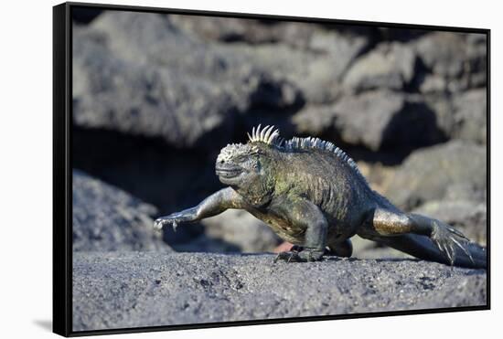 Ecuador, Galapagos Islands, Fernandina Island. Marine Iguana Walking-Kevin Oke-Framed Stretched Canvas