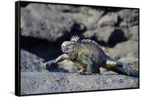 Ecuador, Galapagos Islands, Fernandina Island. Marine Iguana Walking-Kevin Oke-Framed Stretched Canvas