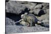 Ecuador, Galapagos Islands, Fernandina Island. Marine Iguana Walking-Kevin Oke-Stretched Canvas