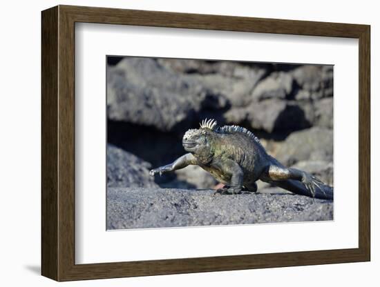 Ecuador, Galapagos Islands, Fernandina Island. Marine Iguana Walking-Kevin Oke-Framed Photographic Print