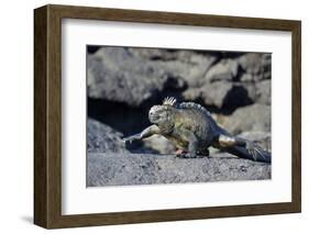 Ecuador, Galapagos Islands, Fernandina Island. Marine Iguana Walking-Kevin Oke-Framed Photographic Print